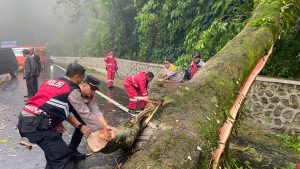 Polres Tanah Karo Tanggap Darurat, Jalur Berastagi-Medan Kembali Normal Pascapohon Tumbang