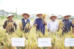 Bupati Langkat Gerak Cepat Dukung Ketahanan Pangan Presiden Lewat Panen Padi Organik