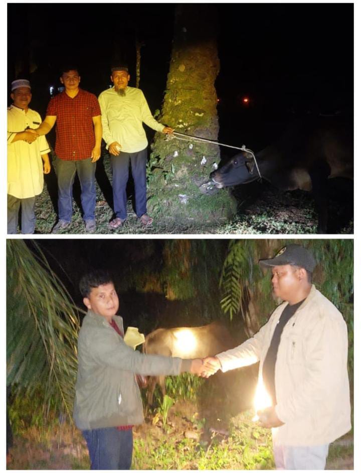 Sambut Idul Adha, PT MAI Palas Serahkan Bantuan 11 Ekor Sapi Qurban Untuk Sepuluh Desa