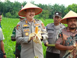 Swasembada Pangan, Kapolres Binjai Panen Raya Kuartal II di Desa Padang Cermin
