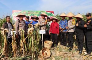 Kapolrestabes Medan dan Kapolsek Medan Area Panen Raya Jagung