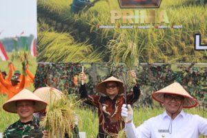 Pemko Tanjungbalai Hadiri Panen Raya Padi Lahan Ketahanan Pangan Kodam I/BB Bersama Panglima TNI