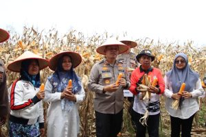 Polres Pelabuhan Belawan Laksanakan Panen Raya Jagung Program Ketahanan Pangan