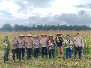 Polres Binjai Panen Raya Jagung Serentak Kuartal IV