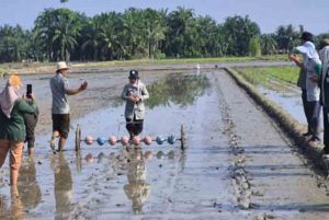 Percepatan Tanam, Petani Di Batu Bara Gunakan Alat Tanam Modifikasi