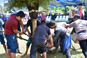 Hari Kedua Mangase Taon, Ritual Sakral Mangalahat Horbo Tampilkan Kekayaan Budaya Batak