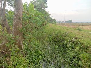 Sawah Waung Terancam Banjir, Normalisasi Drainase Butuh Dukungan Pemkab
