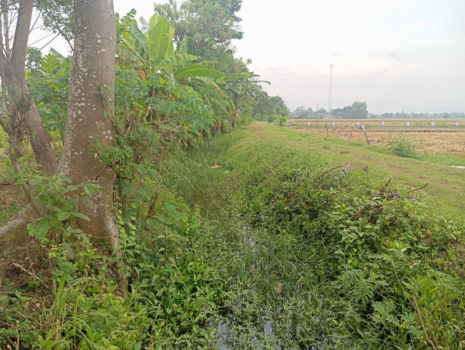 Sawah Waung Terancam Banjir, Normalisasi Drainase Butuh Dukungan Pemkab