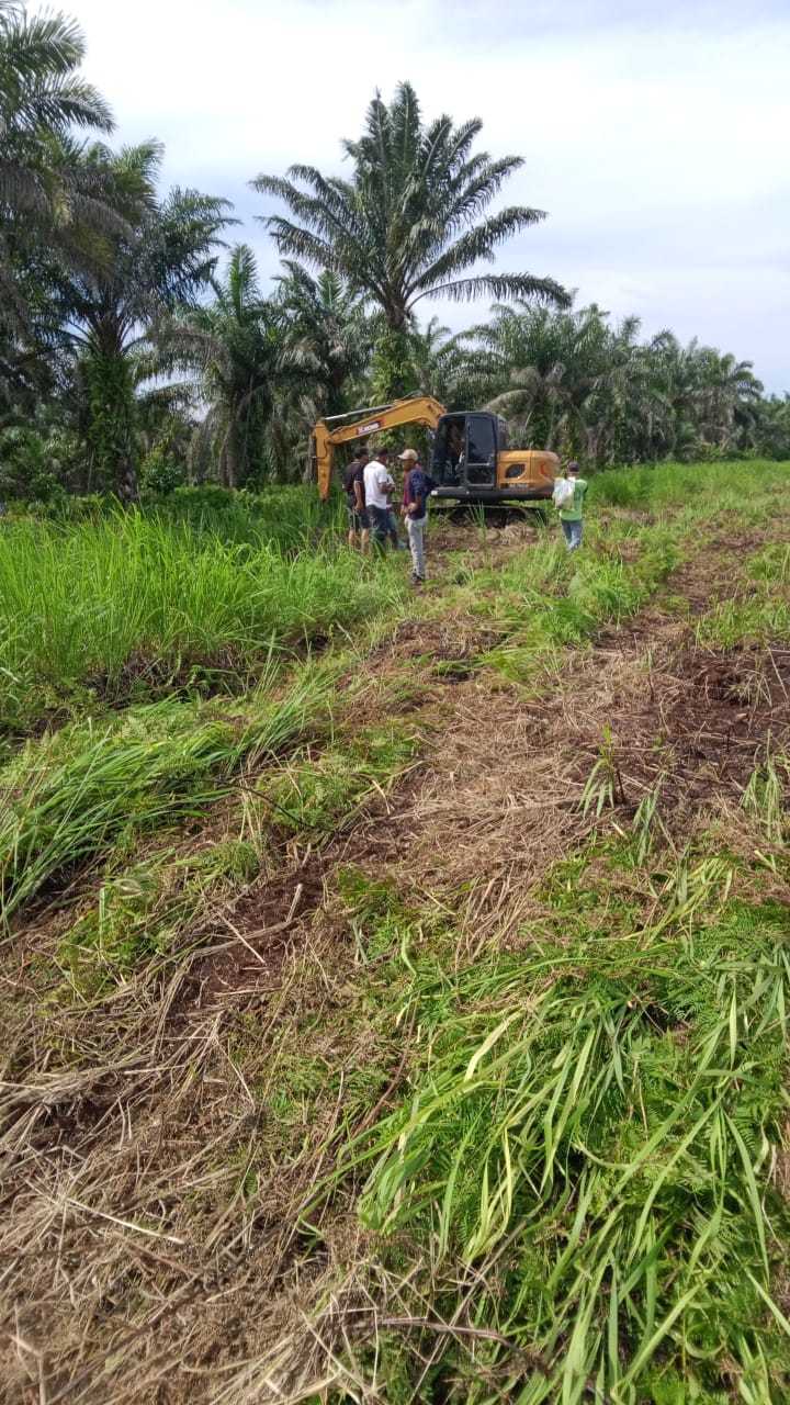 Petani Menjerit, Mafia Tanah Diduga Rusak Ribuan Sawit di Panai Tengah Rp3,1 Miliar Melayang
