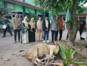 MAN 2 Model Medan Sembelih 8 ekor Lembu