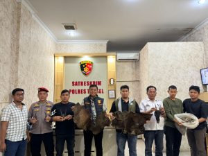 Perdagangan Ilegal Satwa Dilindungi Digagalkan di Sipirok, Polisi Amankan Sisik Trenggiling hingga Kulit Kijang