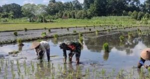 Babinsa Sumbergempol Turun ke Sawah Dampingi Petani Tanam Padi, Perkuat Swasembada Pangan Nasional