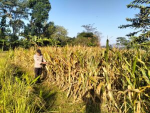 Kanit Binmas Polsek Gondang Dorong Swasembada Pangan Lewat Pendampingan Petani