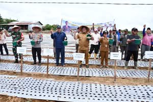 Pengembangan Bawang Putih Terus Diperkuat, Bupati Samosir Kembali Serahkan Bantuan 4 Ton Benih Bawang Putih