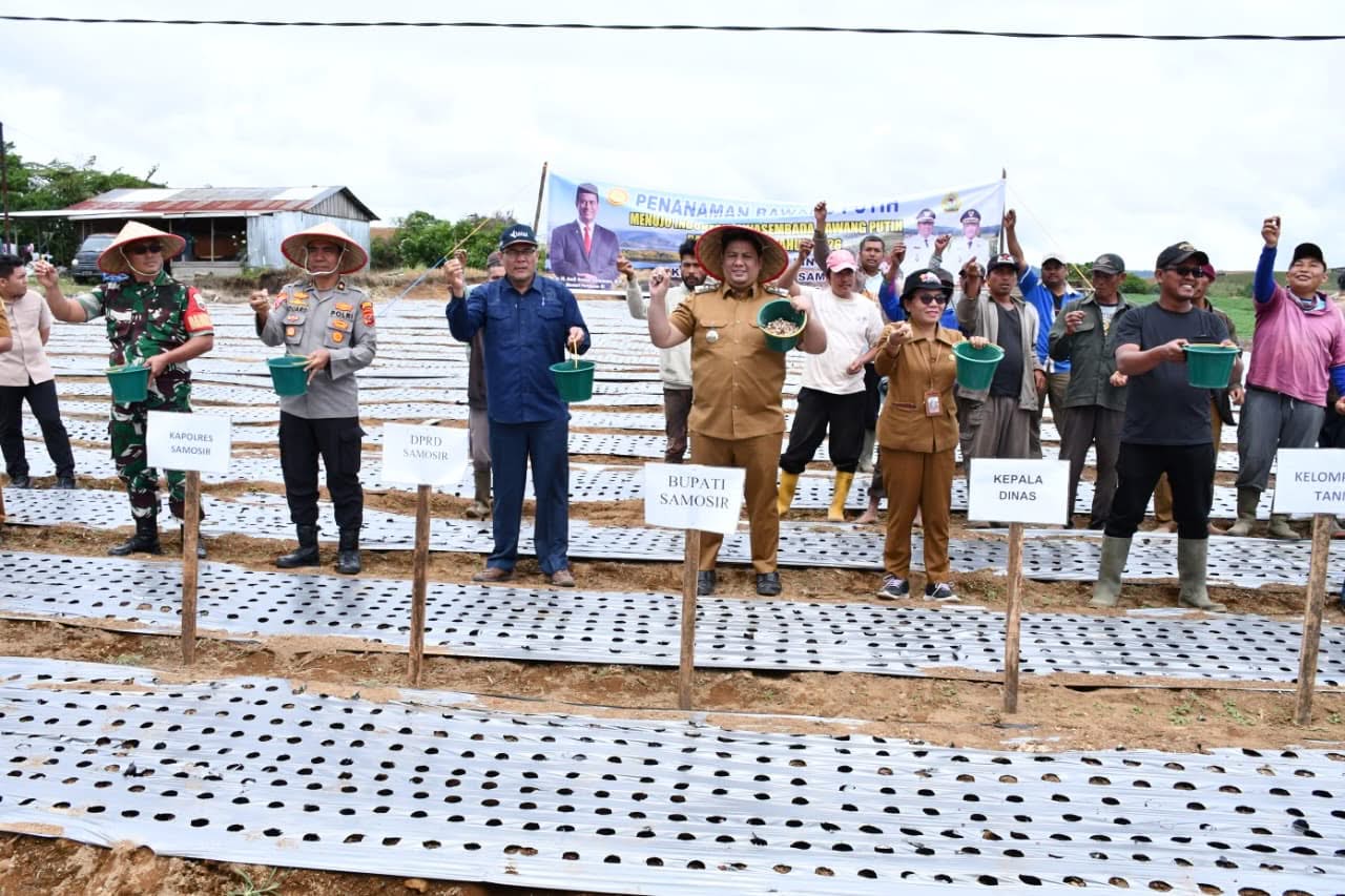 Pengembangan Bawang Putih Terus Diperkuat, Bupati Samosir Kembali Serahkan Bantuan 4 Ton Benih Bawang Putih