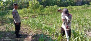 Unit Binmas Polsek Tulungagung Kota Aiptu Agus H. (Panit 1) Dampingi Warga Laksanakan Pemeliharaan Tanaman Jagung
