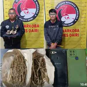 Kurir dan Pengedar Ganja di Bintang Mersada Berhasil Dibekuk Polres Dairi
