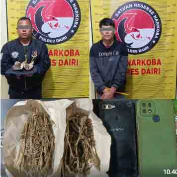 Kurir dan Pengedar Ganja di Bintang Mersada Berhasil Dibekuk Polres Dairi