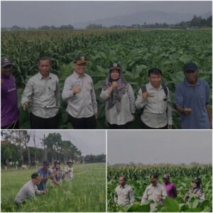 Dinas Pertanian Tulungagung Kokohkan Ketahanan Pangan di Tengah Kemarau