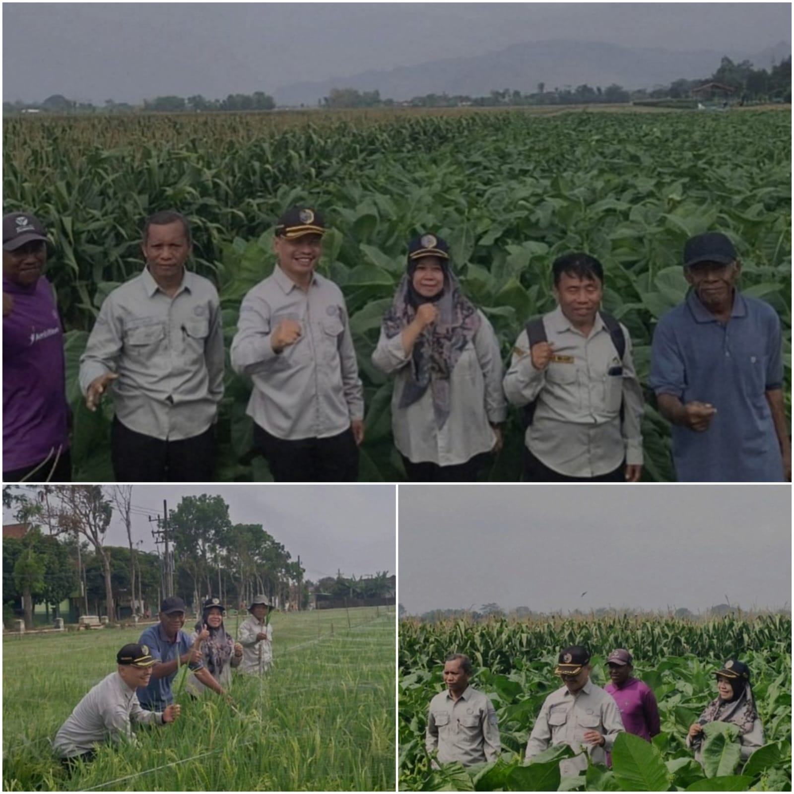 Dinas Pertanian Tulungagung Kokohkan Ketahanan Pangan di Tengah Kemarau