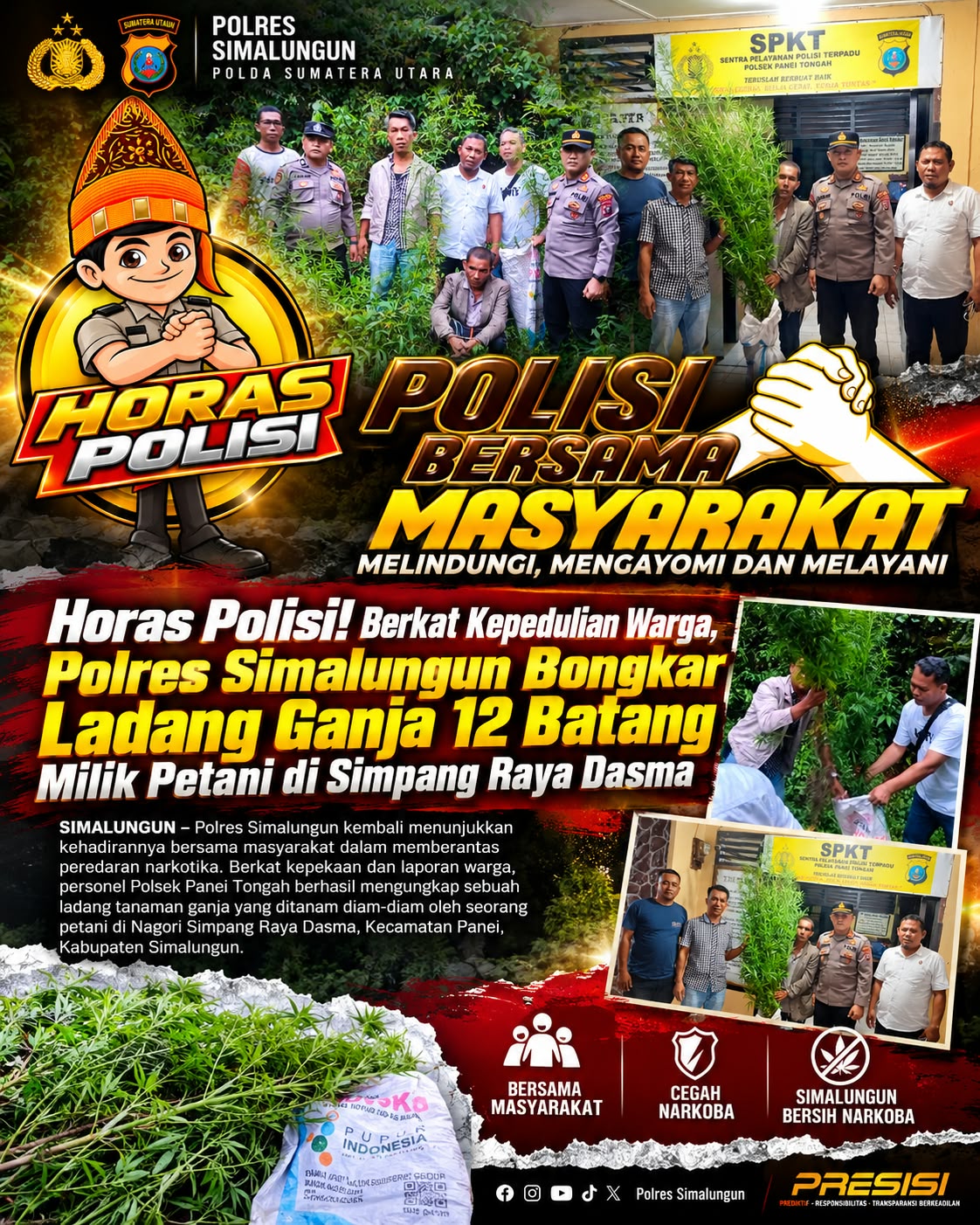 Polsek Panei Tongah Ungkap Ladang Ganja, 12 Batang Diamankan